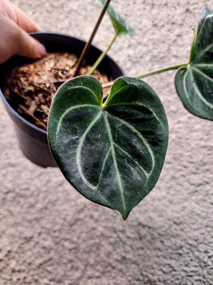 Anthurium HU/King of Spades Stripey Veins