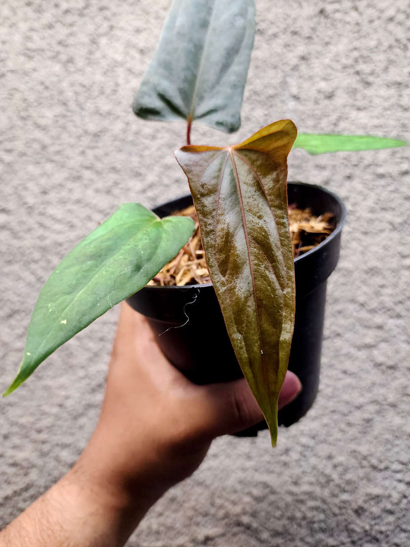 Anthurium Portillae XDF x Black Sweet