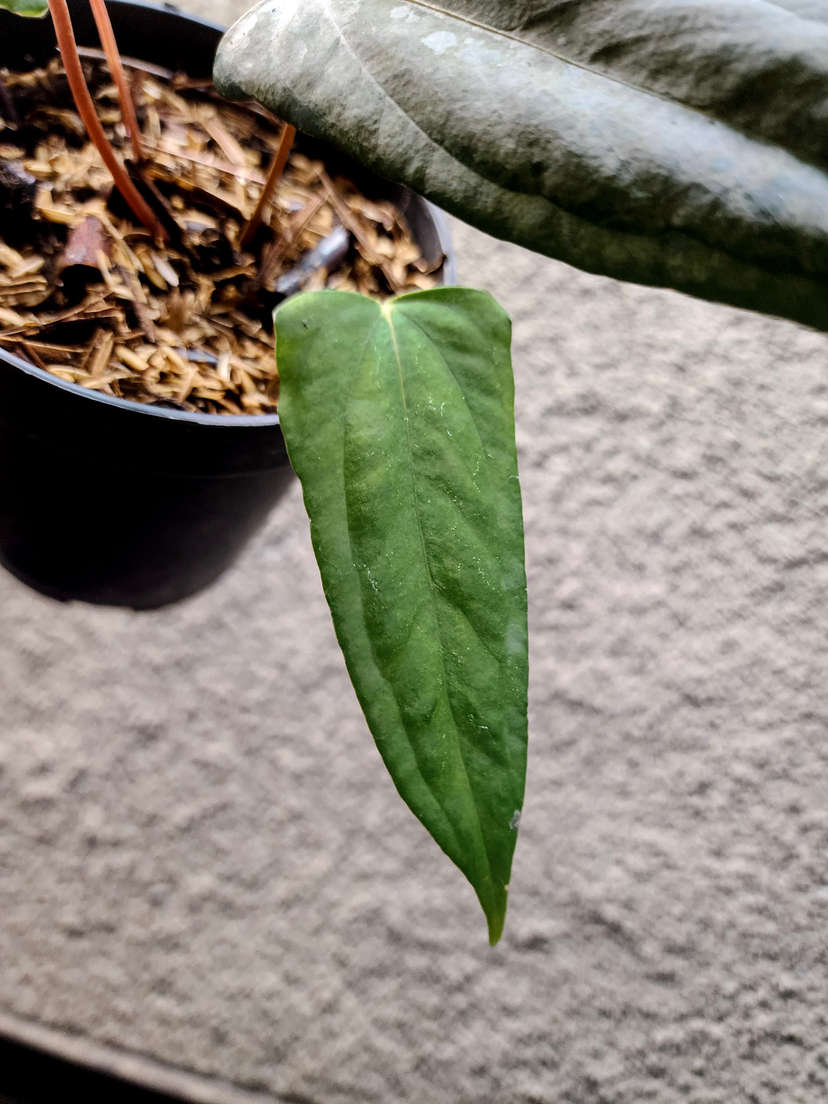 Anthurium Portillae XDF x Black Sweet