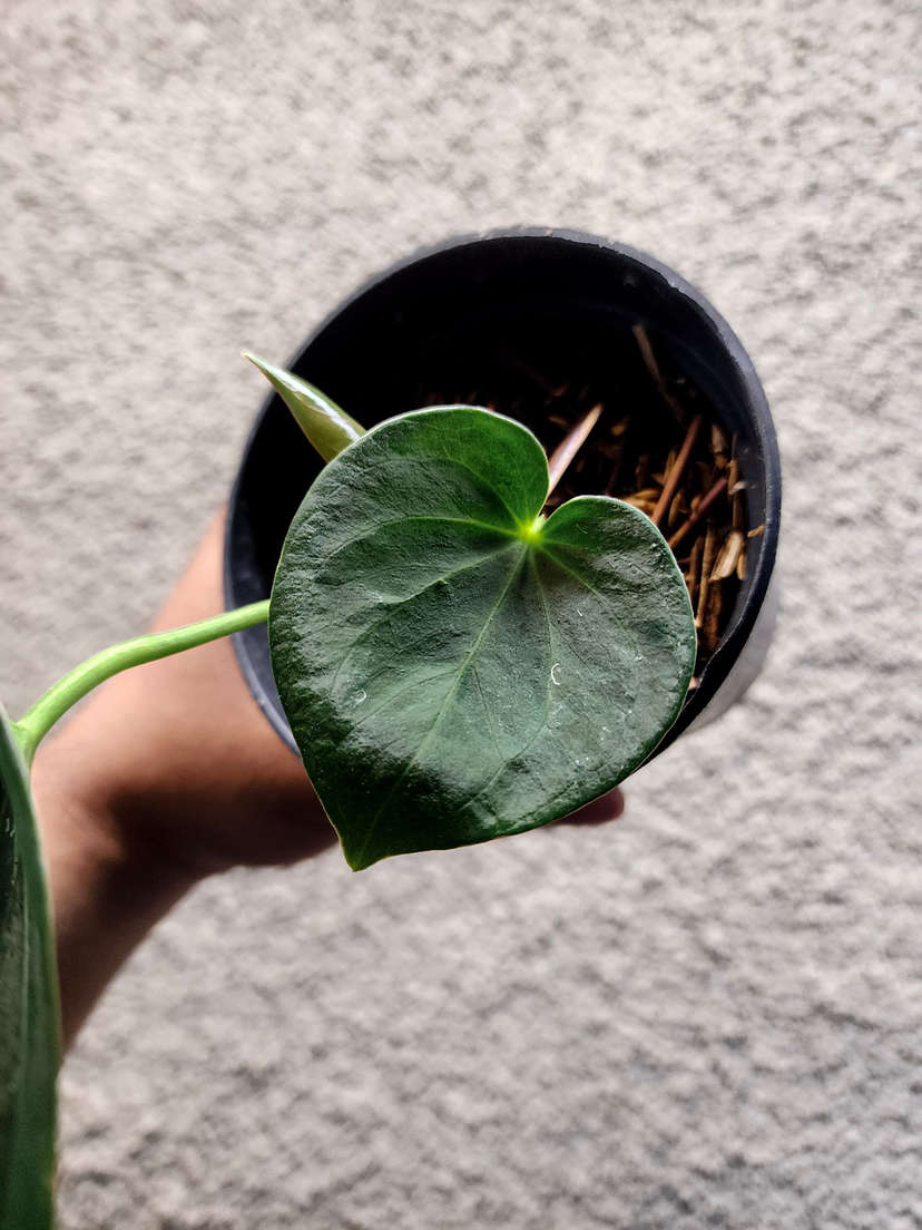 Anthurium HU/King of Spades Minimalistic Veins