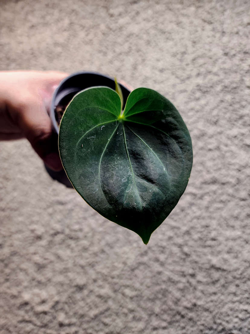Anthurium HU/King of Spades Minimalistic Veins