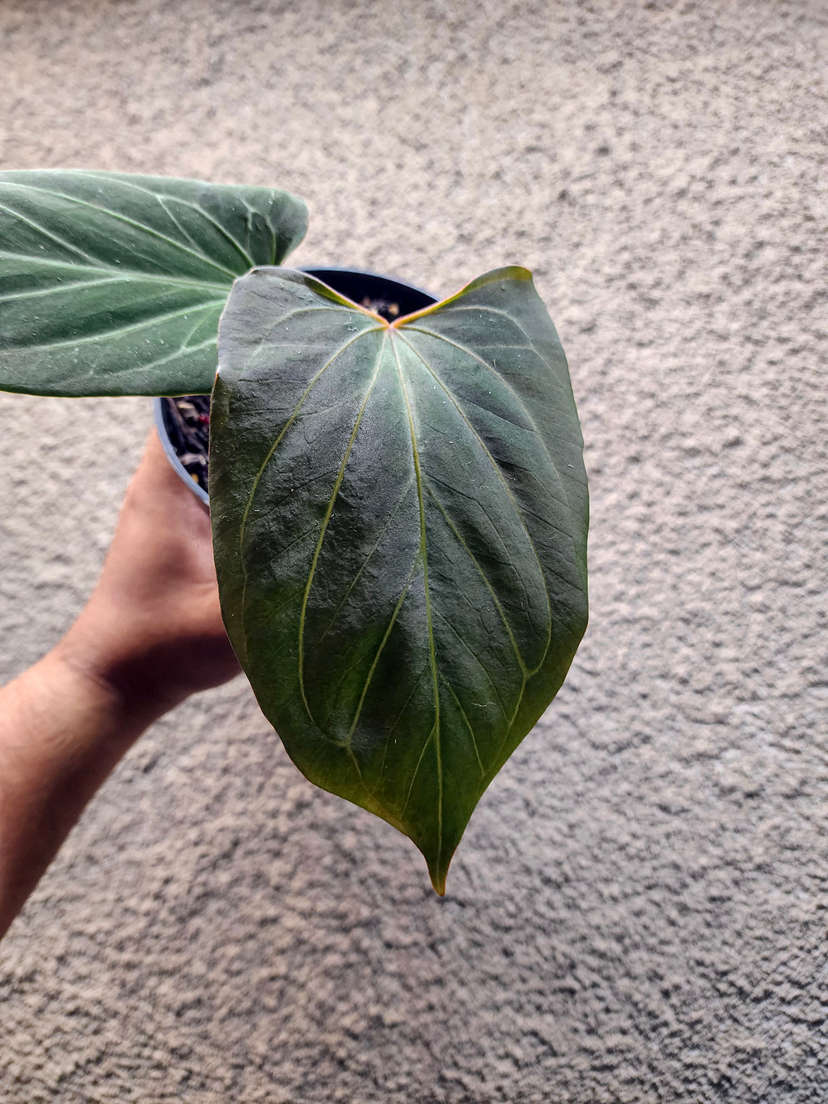Anthurium HU/King of Spades Butterfly