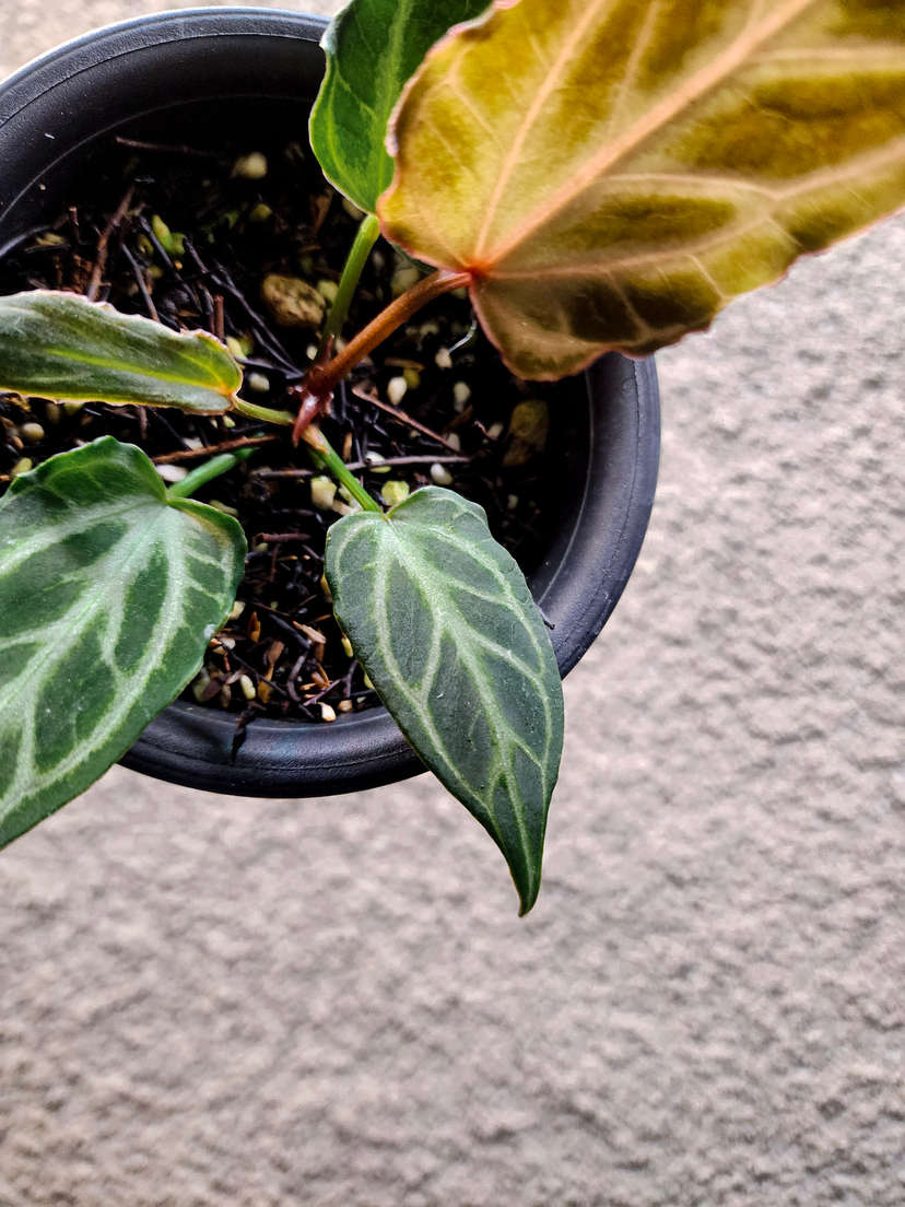 Anthurium Mutated HURC Clone