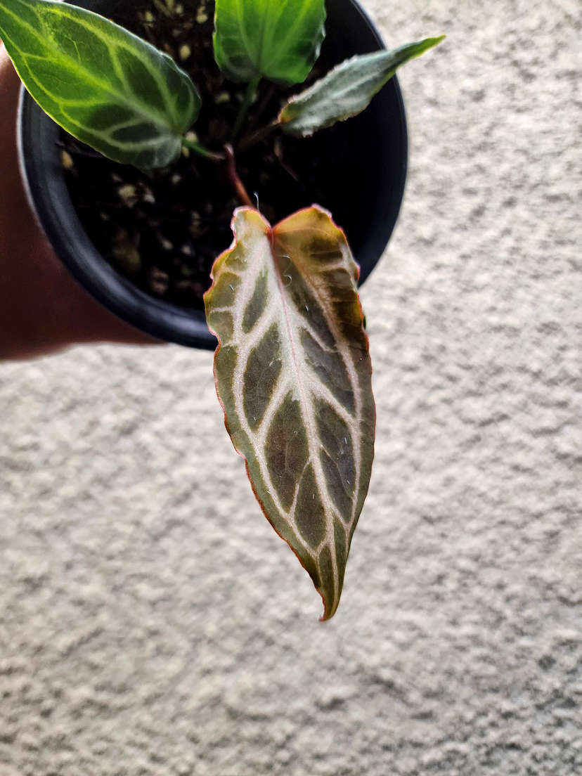Anthurium Mutated HURC Clone