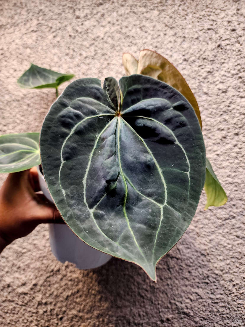 Anthurium HU/King of Spades Spidery Veins