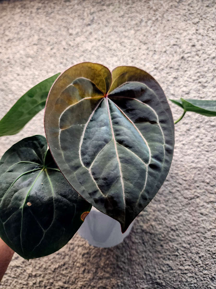 Anthurium HU/King of Spades Spidery Veins
