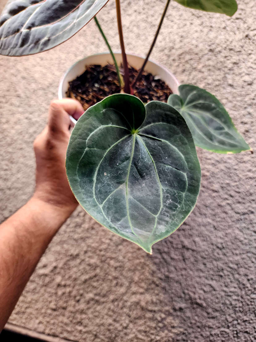 Anthurium HU/King of Spades Spidery Veins