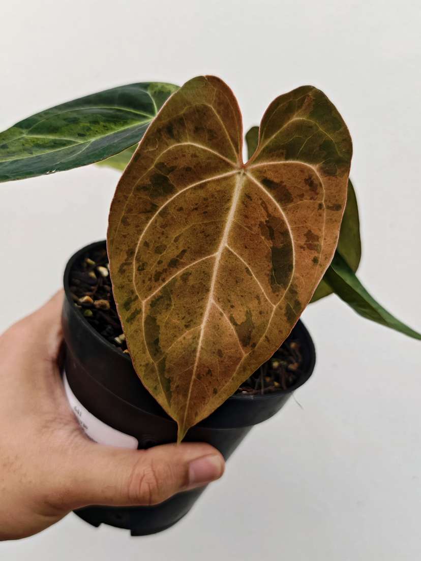 Anthurium Orange Variegated Leopard Tiger Clone