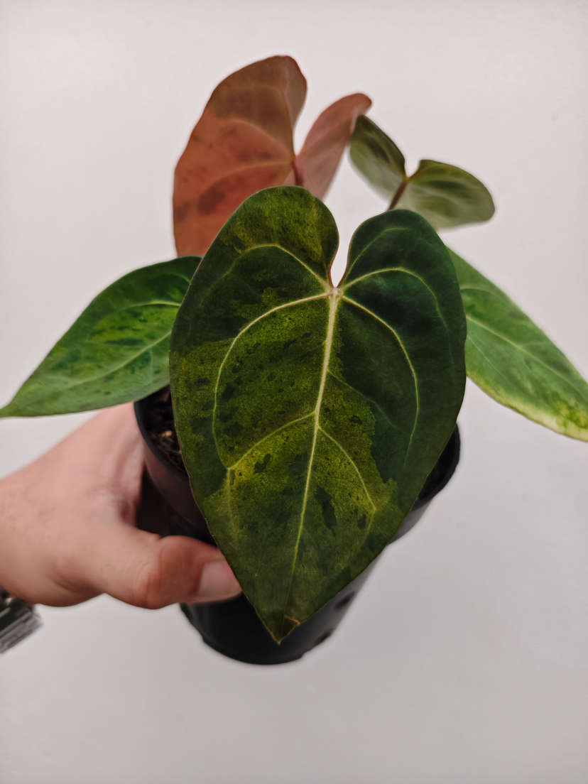 Anthurium Orange Variegated Leopard Tiger Clone