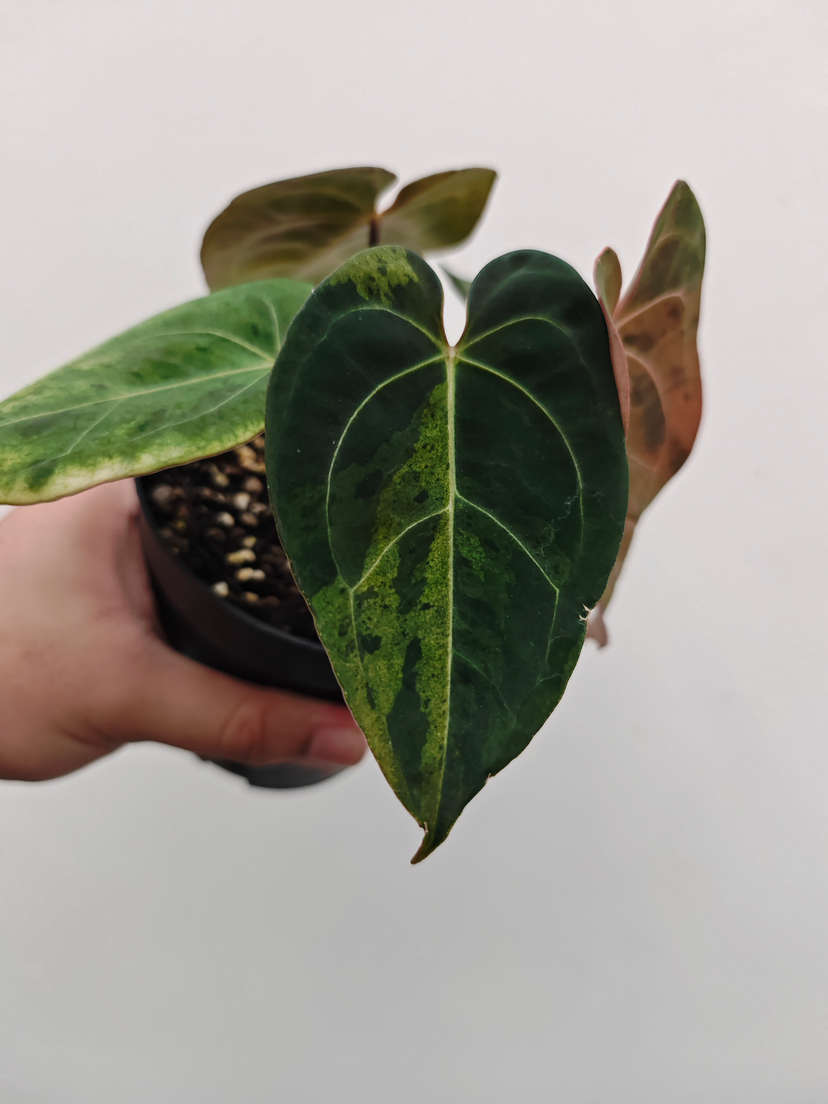Anthurium Orange Variegated Leopard Tiger Clone