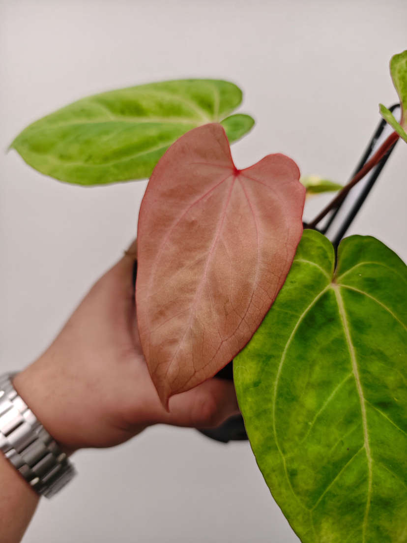 Anthurium Polkadot Variegated Goliath x Red Vein Dark Phoenix