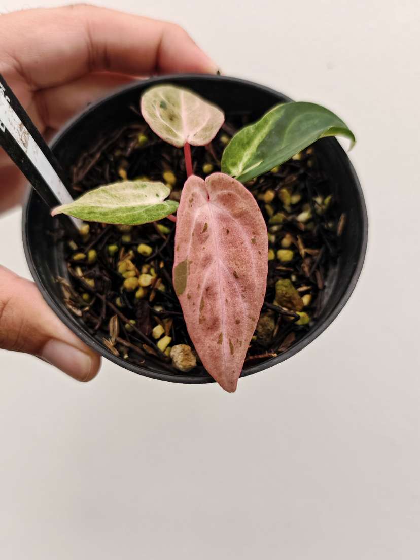 Anthurium Variegated Siliwangi x Self