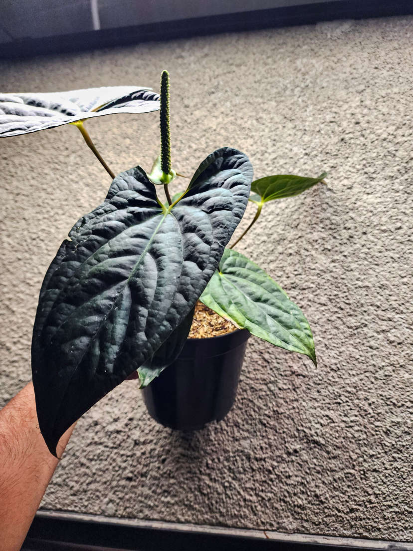 Anthurium Night Queen Clone