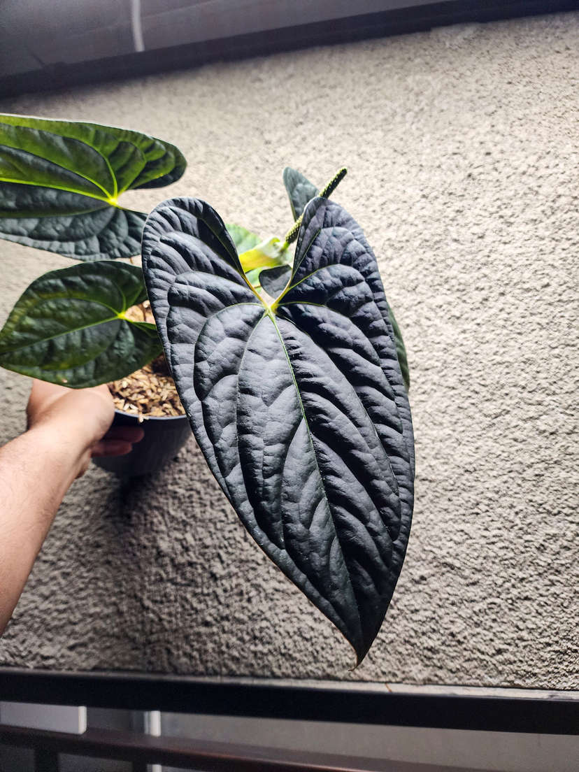 Anthurium Night Queen Clone