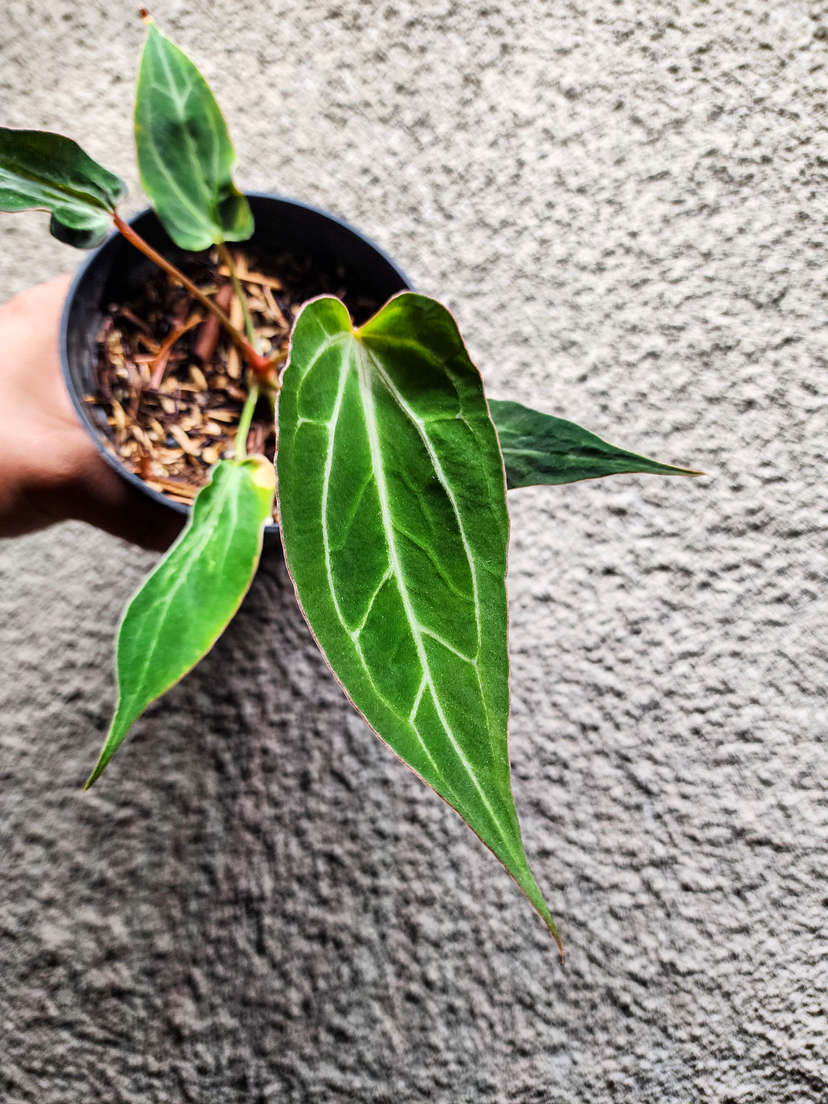 Anthurium Mutated Fort Sherman x (Zara x Michelle)