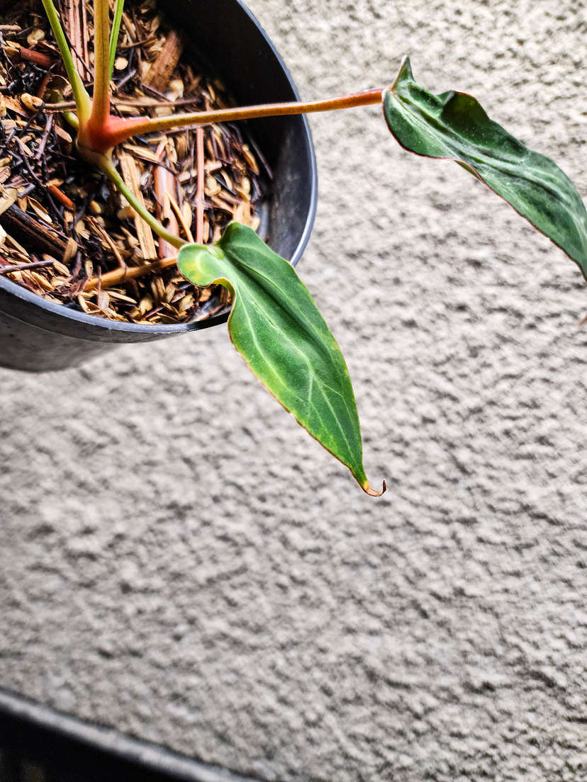 Anthurium Mutated Fort Sherman x (Zara x Michelle)