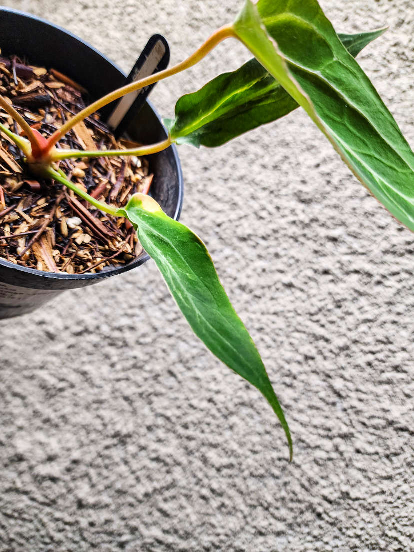 Anthurium Mutated Fort Sherman x (Zara x Michelle)