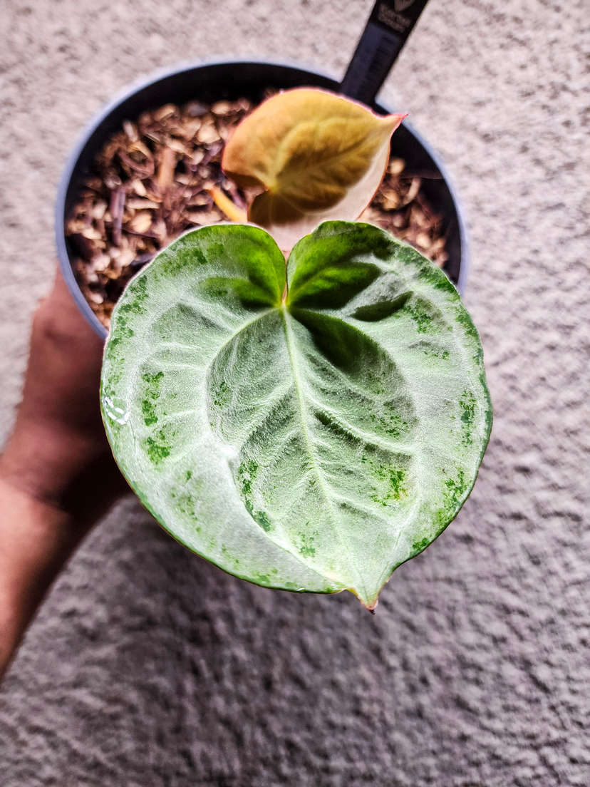 Anthurium Snowy HURC