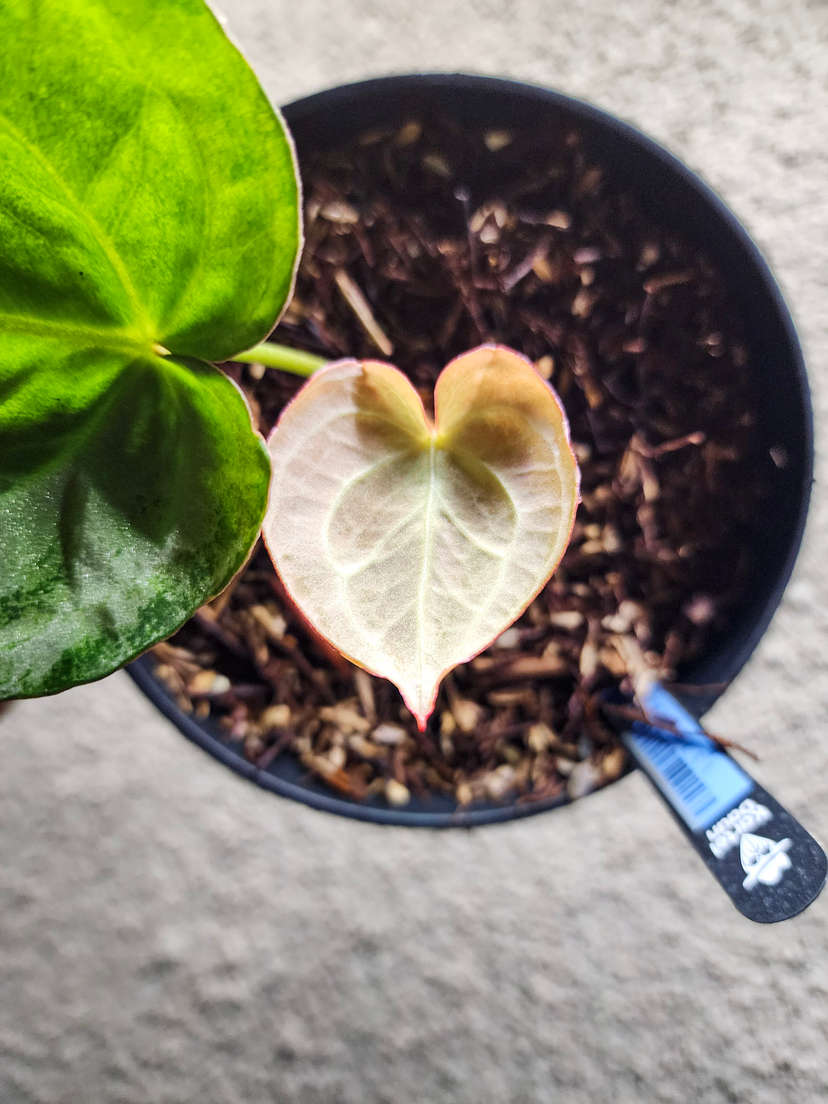 Anthurium Snowy HURC