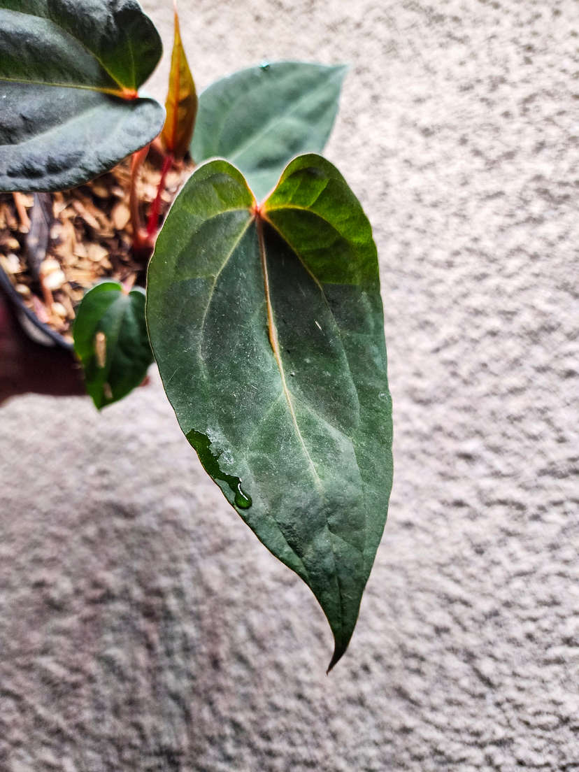 Anthurium Blood Queen x Ace of Spades