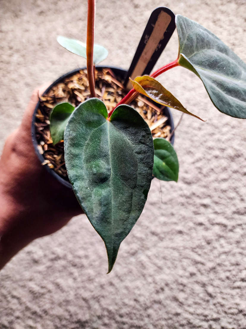 Anthurium Blood Queen x Ace of Spades