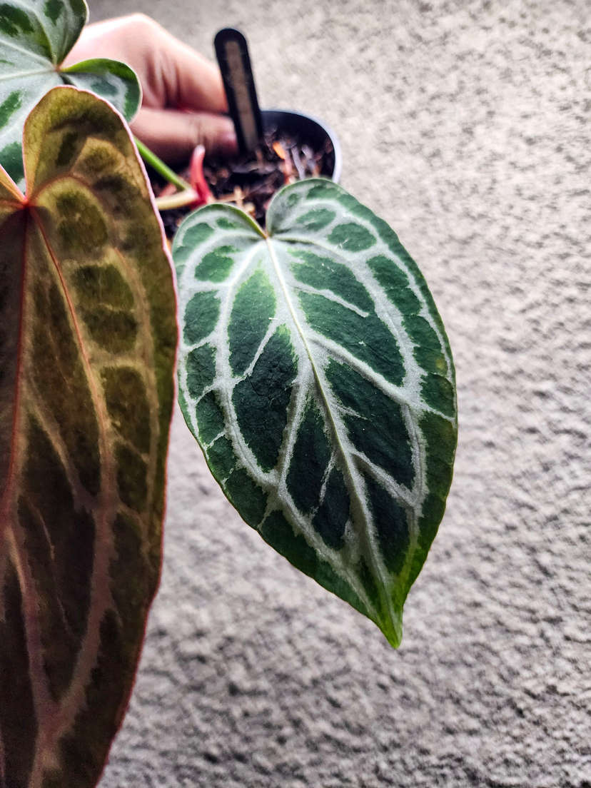 Anthurium Red Tiger