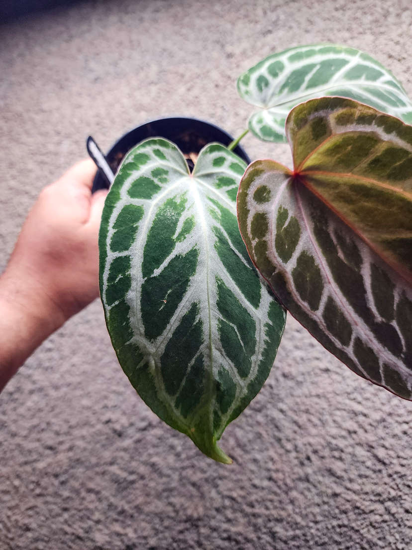 Anthurium Red Tiger