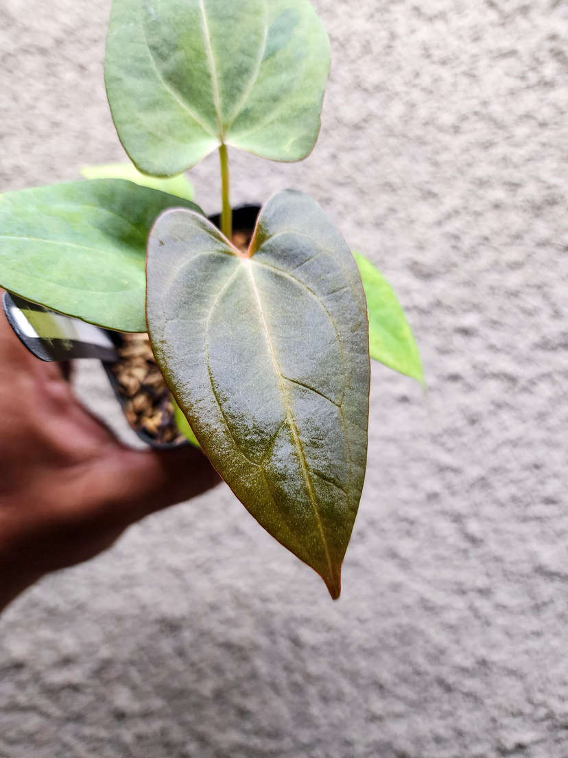 Anthurium Mint Variegated Red Spider x Red Vein Dark Phoenix