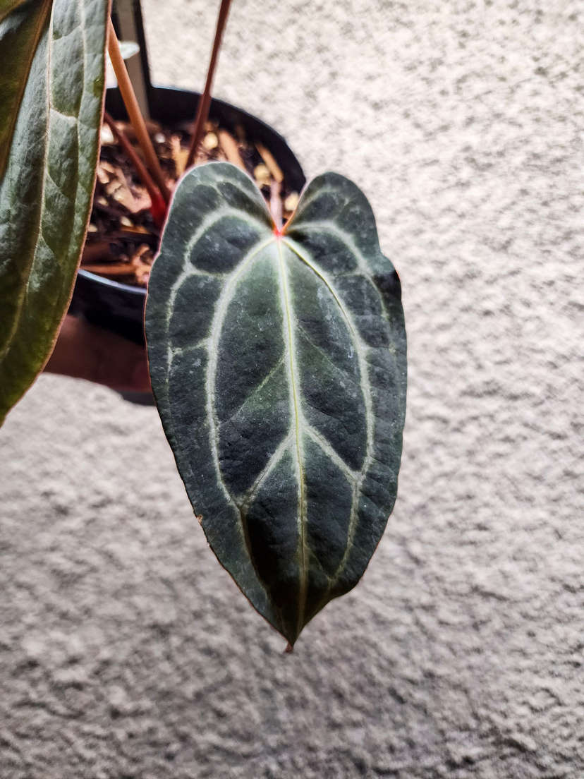 Anthurium BVIT x (Zara Michelle)
