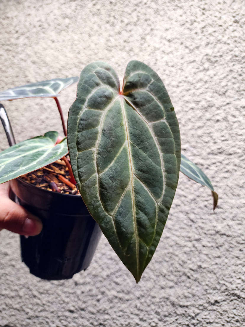 Anthurium BVIT x (Zara Michelle)