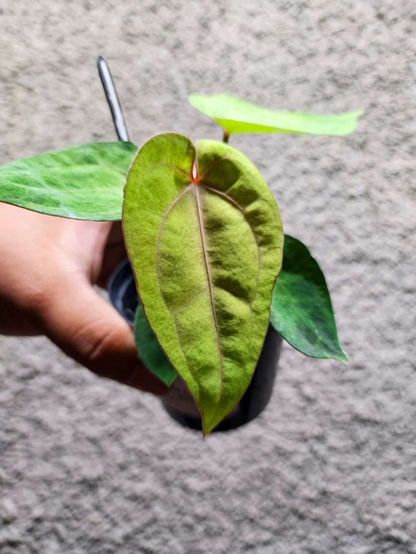 Anthurium Mint Variegater (Goliath x RVDP) x (Golden Sunrise x RVDP)