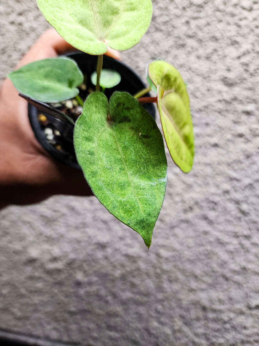 Anthurium Mint Variegater (Goliath x RVDP) x (Golden Sunrise x RVDP)