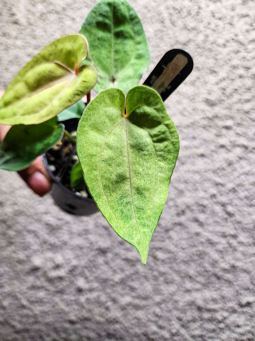 Anthurium Mint Variegater (Goliath x RVDP) x (Golden Sunrise x RVDP)