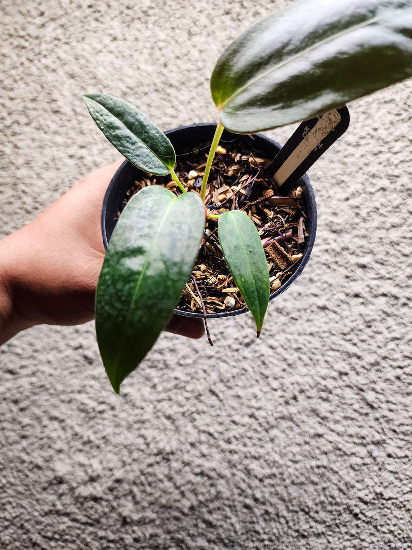 Anthurium sp Panama x Indo Hoffmanii X