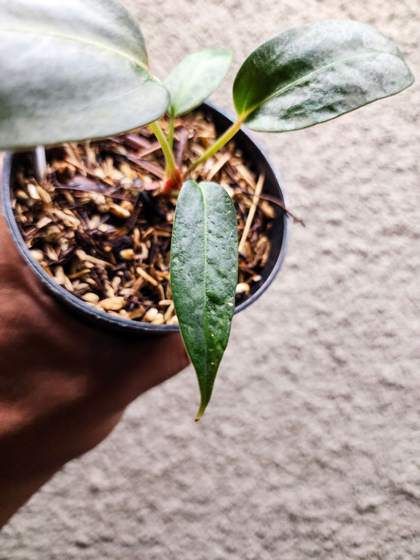 Anthurium sp Panama x Indo Hoffmanii X