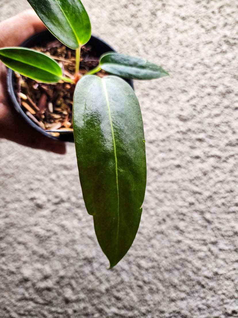 Anthurium sp Panama x Indo Hoffmanii X
