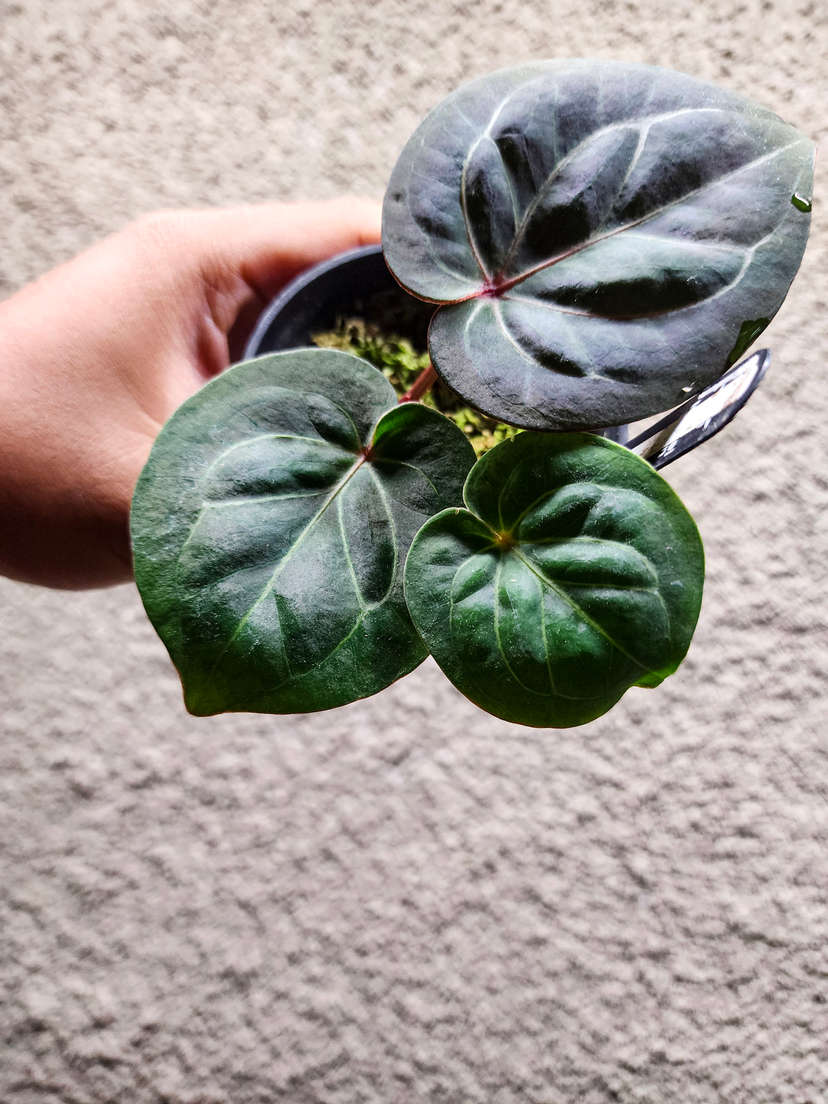 Anthurium HU/King of Space Round Clone