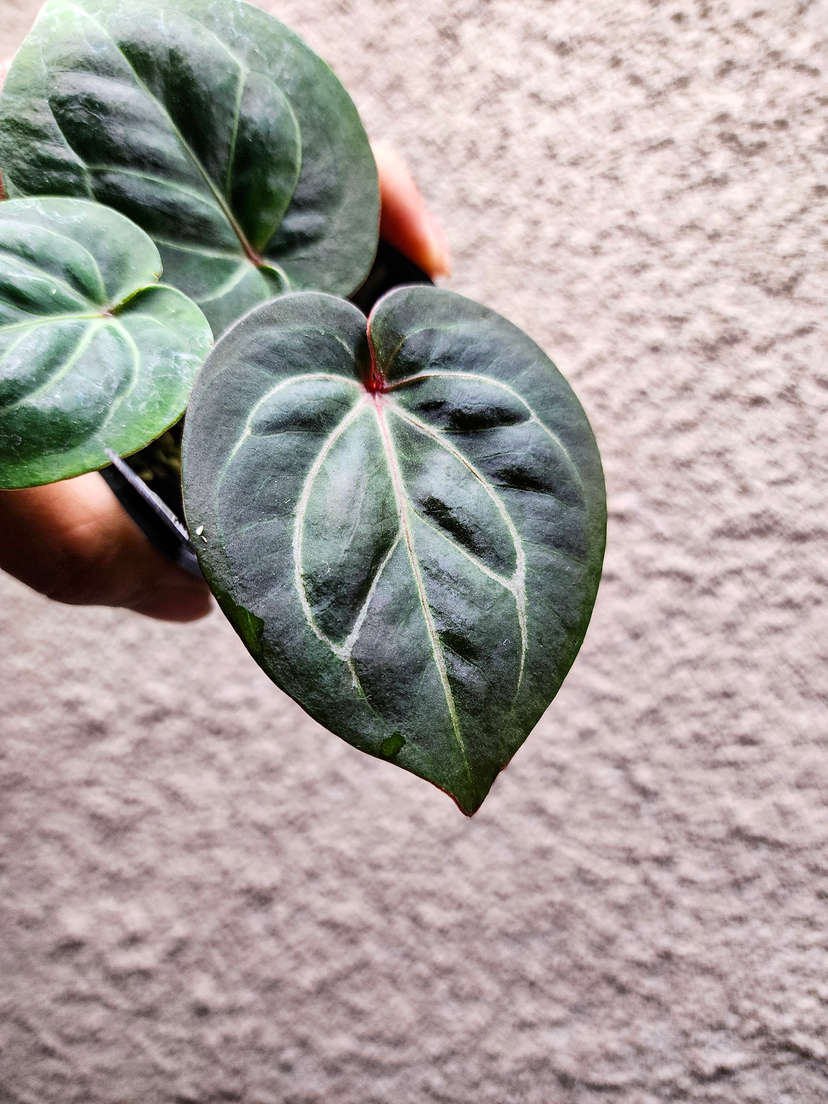 Anthurium HU/King of Space Round Clone