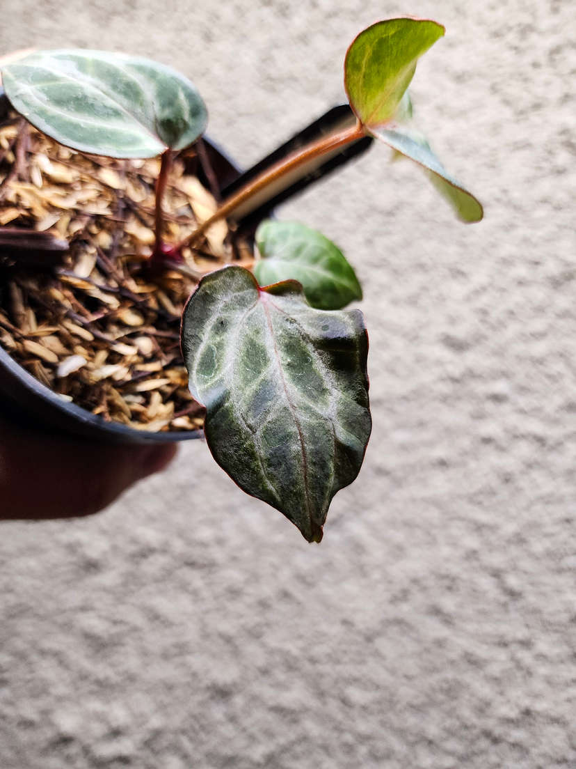 Anthurium Zara x Michelle