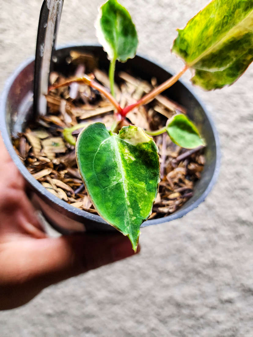 Anthurium Variegated Red Space x (Muchlis RC)