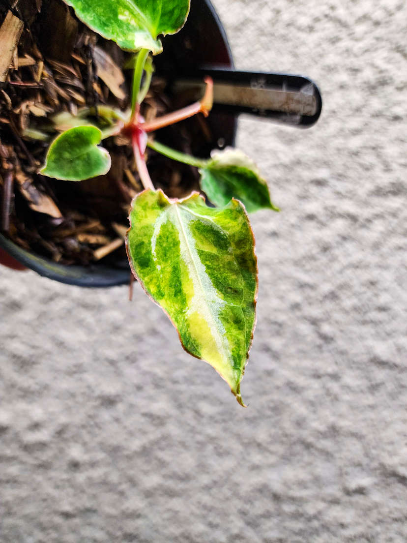 Anthurium Variegated Red Space x (Muchlis RC)