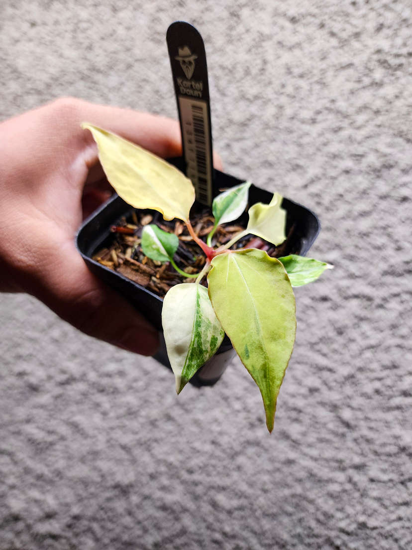 Anthurium Variegated Portillae x (Muchlis x RC)
