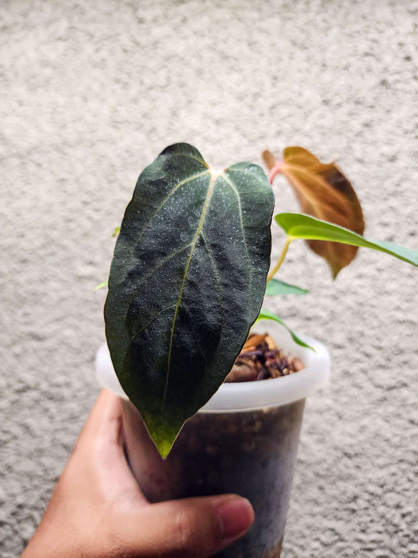 Anthurium HU/King of Spades Butterfly x BVIT