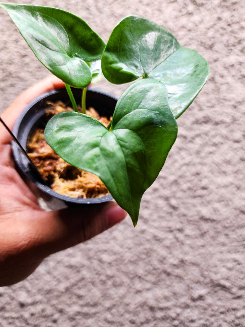 Anthurium Diabloense Clone