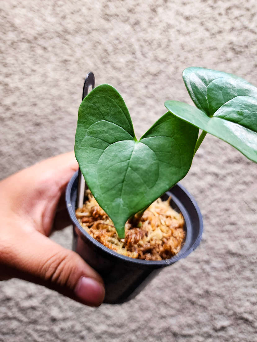 Anthurium Diabloense Clone