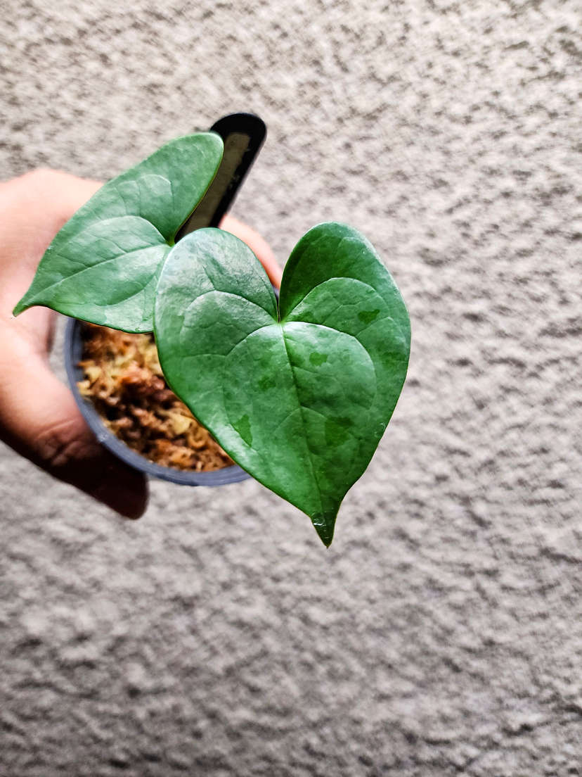 Anthurium Diabloense Clone