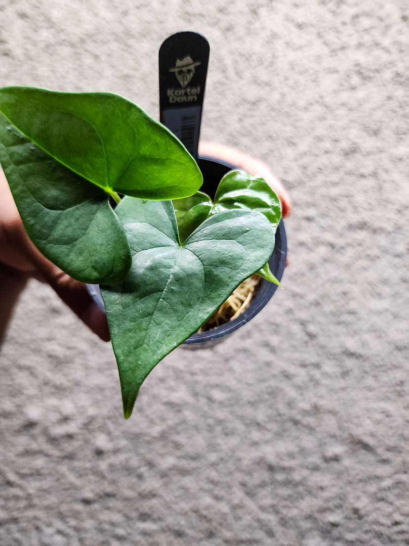 Anthurium Diabloense Clone
