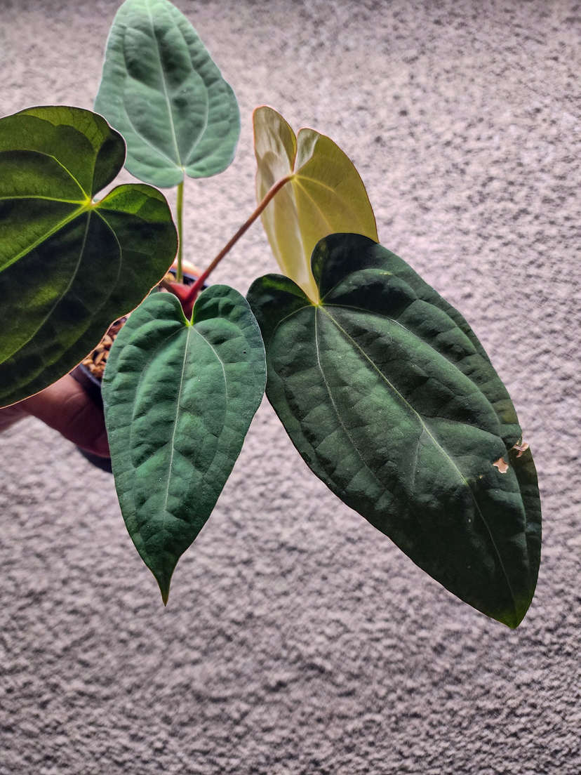 Anthurium Lost Tag NOID
