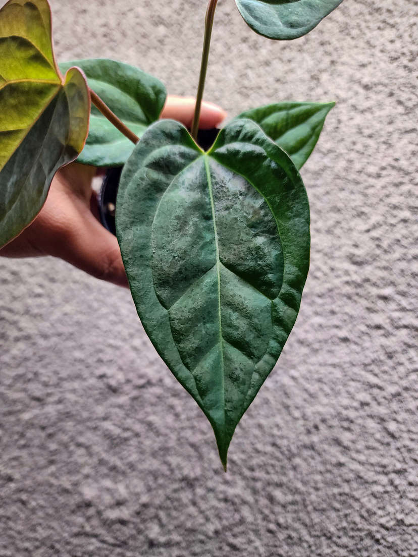 Anthurium Lost Tag NOID