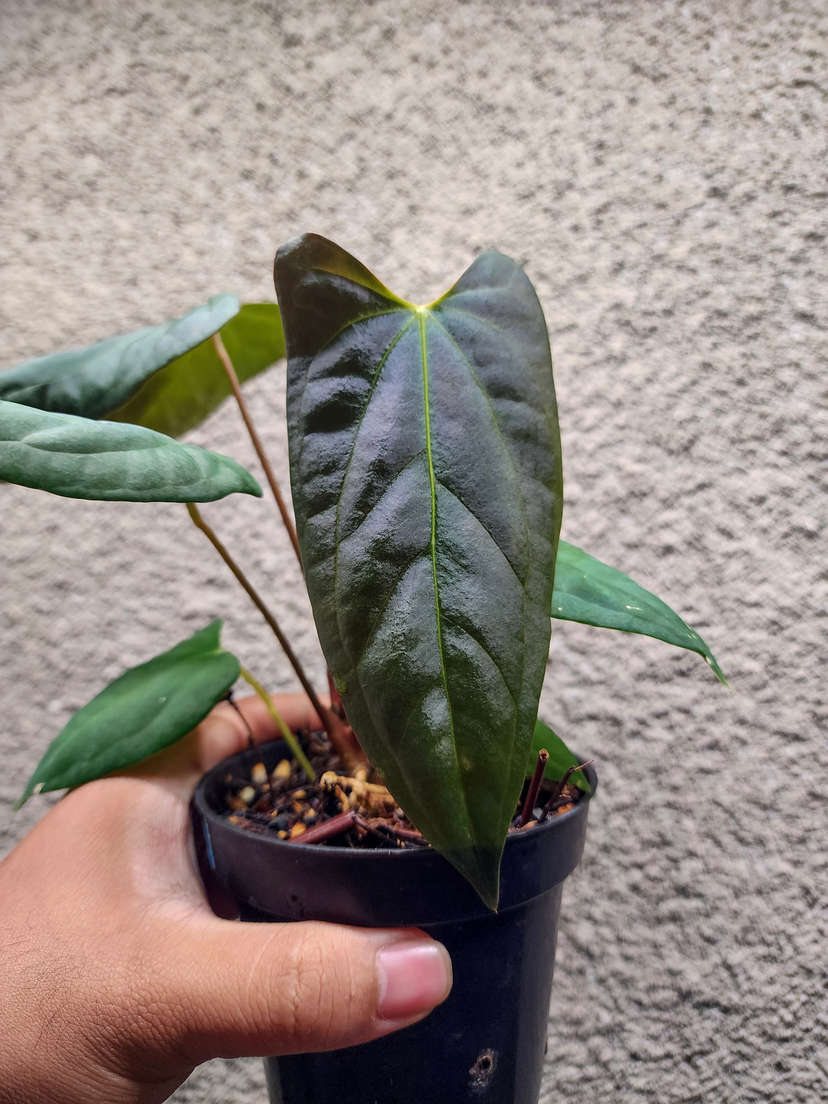 Anthurium Lost Tag NOID